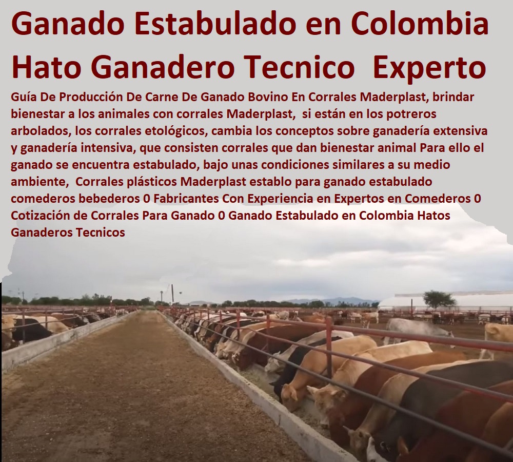 Corrales plásticos Maderplast establo para ganado estabulado comederos bebederos 0 Ganaderías Tecnificadas, Explotación Ganadera Automatizada, Sistemas de Pastoreo, Estabulación de Ganado, Pastoreo Intensivo, Establos, Corrales, Saladeros, Comederos, Cerramientos, Postes, Fabricantes Con Experiencia en Expertos en Comederos 0 Cotización de Corrales Para Ganado 0 Ganado Estabulado en Colombia Hatos Ganaderos Técnicos Corrales plásticos Maderplast establo para ganado estabulado comederos bebederos 0 Fabricantes Con Experiencia en Expertos en Comederos 0 Cotización de Corrales Para Ganado 0 Ganado Estabulado en Colombia Hatos Ganaderos Técnicos 